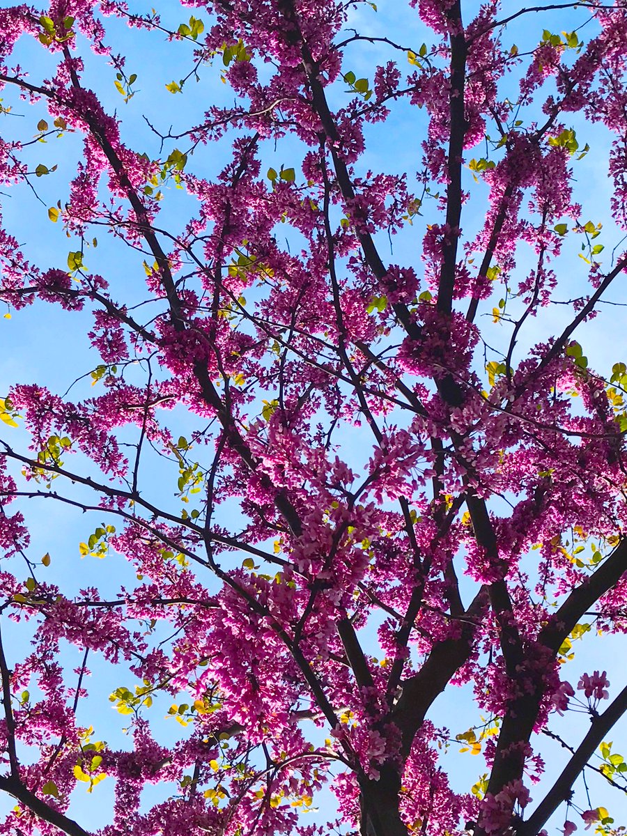 WochTheGAP's tweet photo. Cherry Blossoms at the Flushing Meadows Corona Park.
#BlueSky #CherryBlossoms #Flowers #Flushing #FlushingMeadows #LongIsland #May #Nature #NY #NewYork #Park #Photography #Plants #Queens #Sky #Spring #Trees #2018 https://t.co/NiNZ0jxtDf