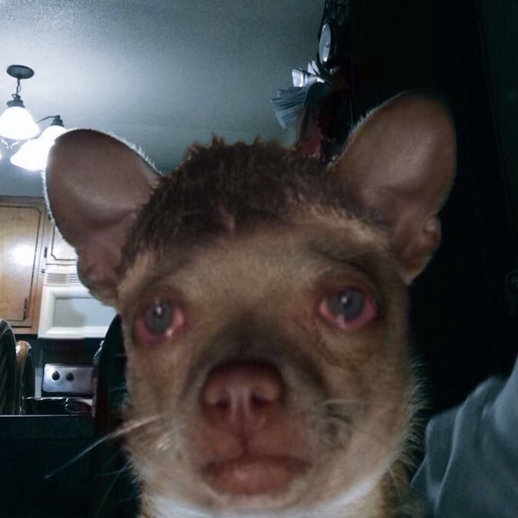 Vekays On Twitter Dude My Dog Ate Edible Dude My Dog Ate Edible