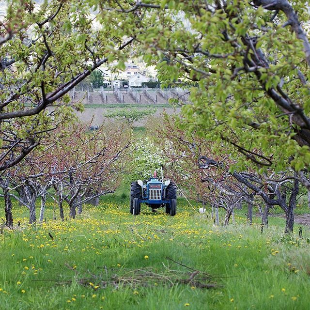 TheFarmLoop's tweet photo. Who doesn't love a 'tractor in an orchard' photo? #Westsidefarmloop #Visitwestside #farmlife #orchardlife
.
.
#kelownanow #farmloop #orchard #blossoms #farming #springintheorchard #springonthefarm #explorebc #kelownaviews #explorekelowna #exploreokanagan https://t.co/ngNc5axn1k https://t.co/RygnYICedj