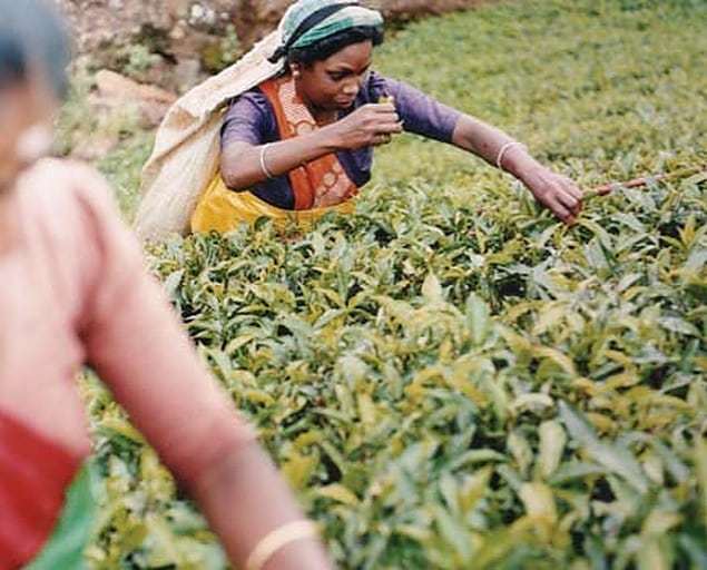 goodbuzzNZ's tweet photo. @fairtradenz's vision is a world in which all producers can enjoy secure and sustainable livelihoods, fulfill their potential and decide on their future.  In order to understand Fairtrade - and why we #Stand4Fairness -  check out the blog written by our … https://t.co/brecuXK69d https://t.co/j7tHCzLBng
