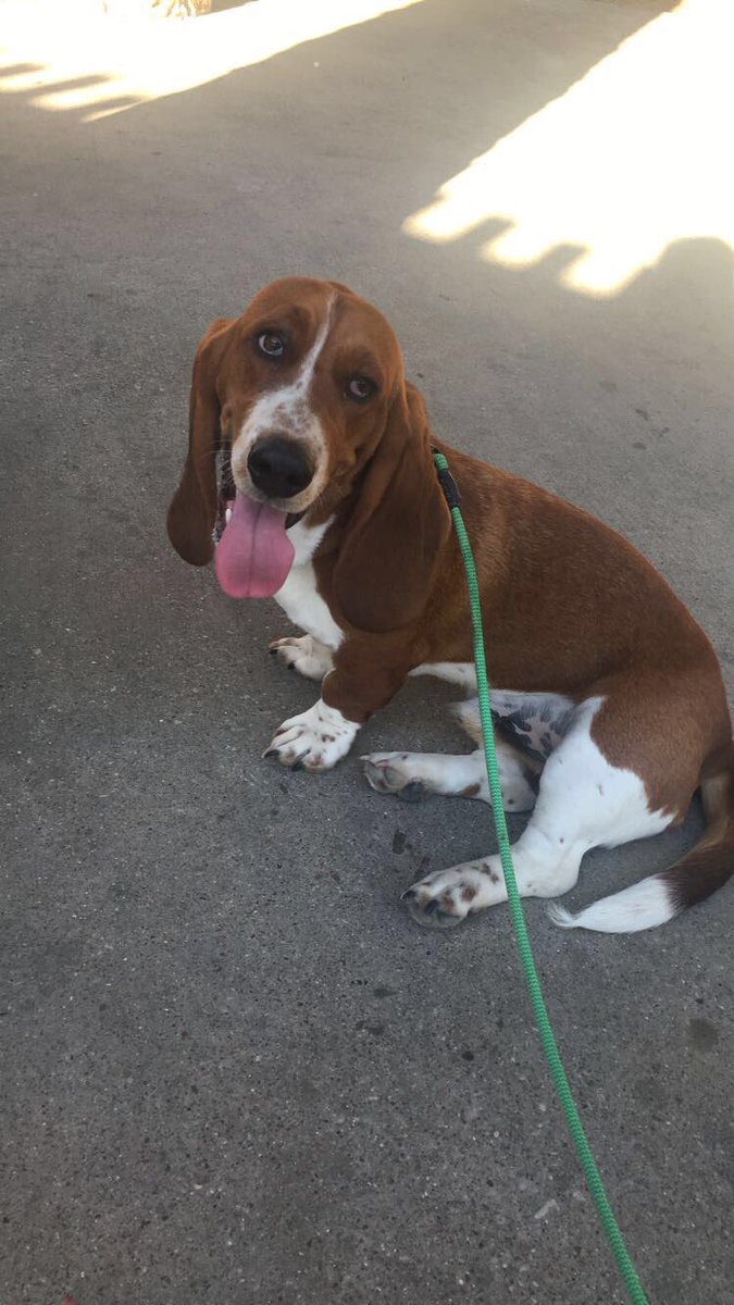 LucasTheMemeDog's tweet photo. My meet and greet today was successful 😇 #lucasM&G https://t.co/mzbgP88fap
