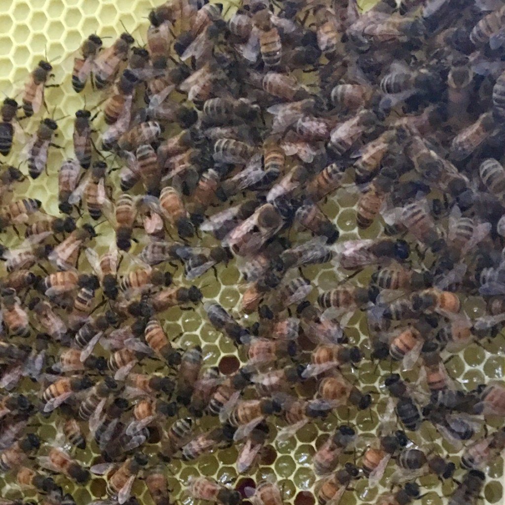 Meet Queen Lillian the First honeybees.earth/buzz/meet-quee…