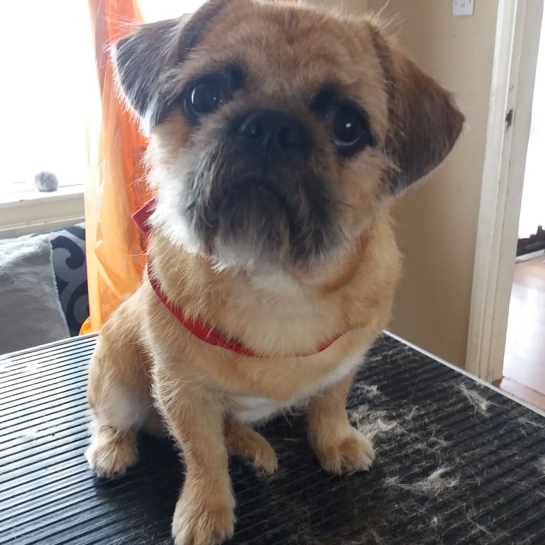 PupstarGrooming's tweet photo. Newbie Teddy #crossbreed #dogs #doggroomingathome #mobiledoggroomer #pupstargrooming #brentwood #Essex #followme #rt https://t.co/fPMwF5xlqI