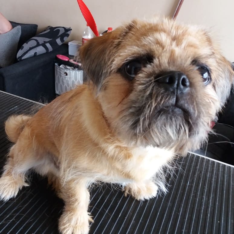 PupstarGrooming's tweet photo. Newbie Teddy #crossbreed #dogs #doggroomingathome #mobiledoggroomer #pupstargrooming #brentwood #Essex #followme #rt https://t.co/fPMwF5xlqI