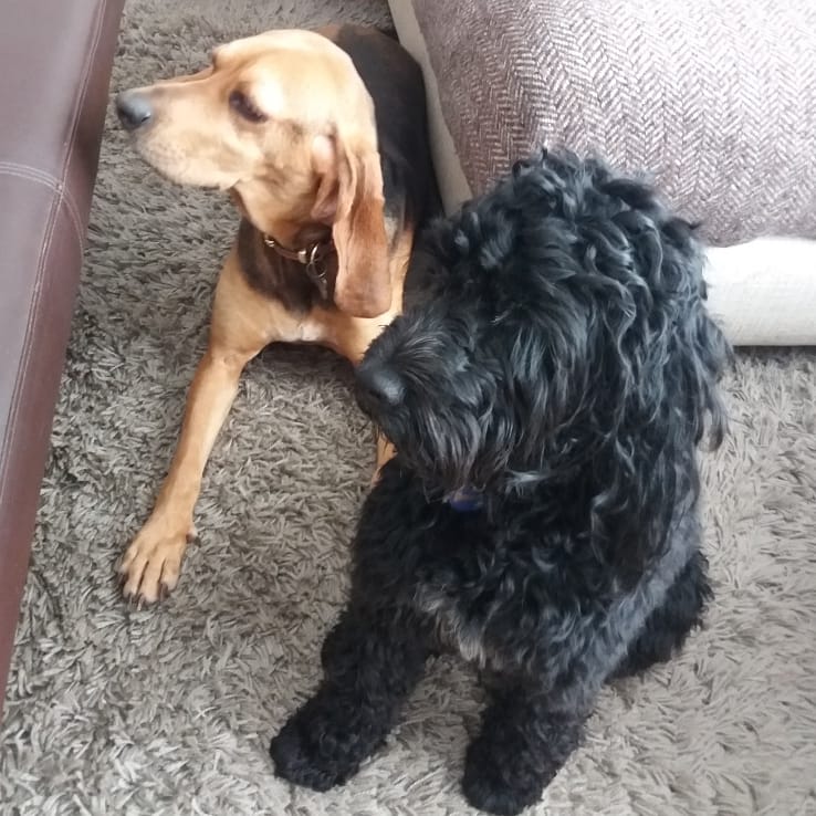 PupstarGrooming's tweet photo. Flo &amp; Winston #cockerpoo #doggroomingathome #dogs #doggrooming #pupstargrooming #brentwood #essex #followme #rt https://t.co/JoRvkCgXs0