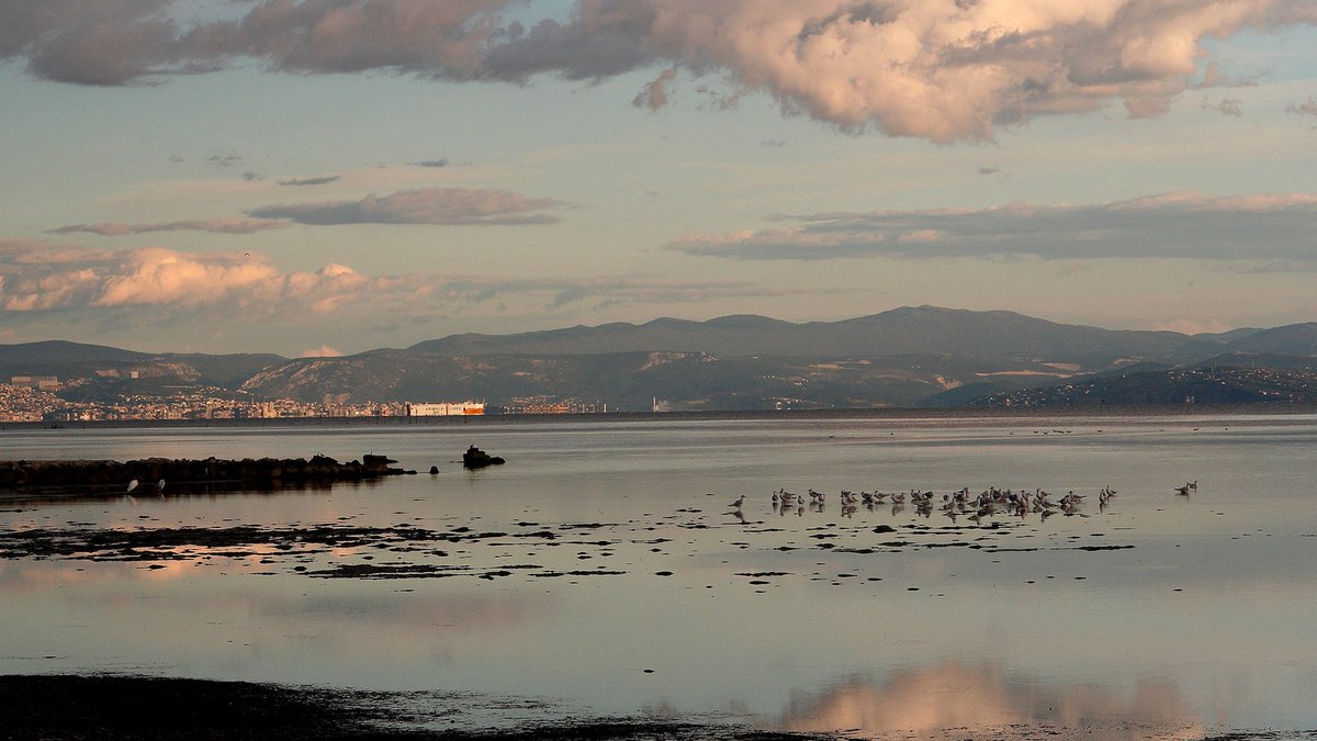 anboemo's tweet photo. .@DiscoverTrieste -
#GRADO -
Dalla #ciclabile che va dalla #Riserva della #Cavanata al #Caneo -
Il #Golfo di #Trieste inquadrato dall'obiettivo di Lorenzo Boemo (immancabile la presenza dei #gabbiani) -
@abollis @SuttoraM @SaraSanson67 @marina52182 @FVGlive @caicio43 @fedezad https://t.co/vQtDhcT7Ud