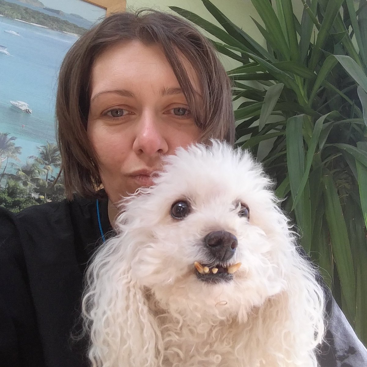 PupstarGrooming's tweet photo. Ernie &amp; Louie #schnauzer #poodle #followme #mobiledoggroomer #groomingathome #dogs #shenfield #brentwood #followme #rt https://t.co/CwXIV3ffdp