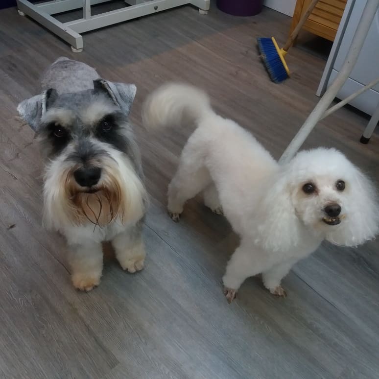 PupstarGrooming's tweet photo. Ernie &amp; Louie #schnauzer #poodle #followme #mobiledoggroomer #groomingathome #dogs #shenfield #brentwood #followme #rt https://t.co/CwXIV3ffdp