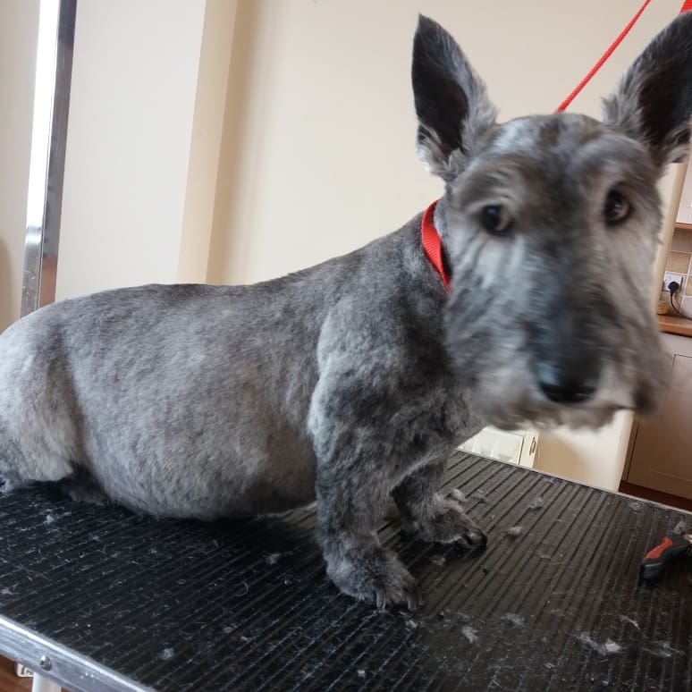 PupstarGrooming's tweet photo. Sadie #scottie #followme #mobiledoggroomer #groomingathome #doggroomingathome #followme #brentwood #essex #rt https://t.co/91sLXwfsbA