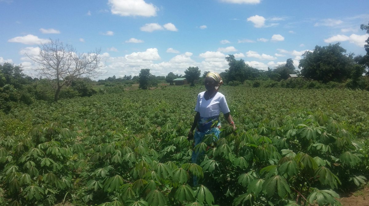 Farmers are reaping big from cassava cuttings in Northern Uganda. Betty Ouni a member of Oryem Can Widows and Orphans Care group in Barr S/C in Lira District got about 18M from sales of cassava cuttings, NAROCAS 1 variety just this season. <a href="/issd_uganda/">ISSD Uganda</a> , <a href="/cnoahug/">Andrew Noah Chebet</a>