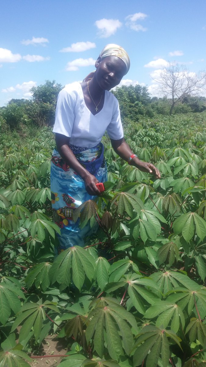 cjadong's tweet photo. Farmers are reaping big from cassava cuttings in Northern Uganda. Betty Ouni a member of Oryem Can Widows and Orphans Care group in Barr S/C in Lira District got about 18M from sales of cassava cuttings, NAROCAS 1 variety just this season. @issd_uganda , @cnoahug https://t.co/pkulZBufqj