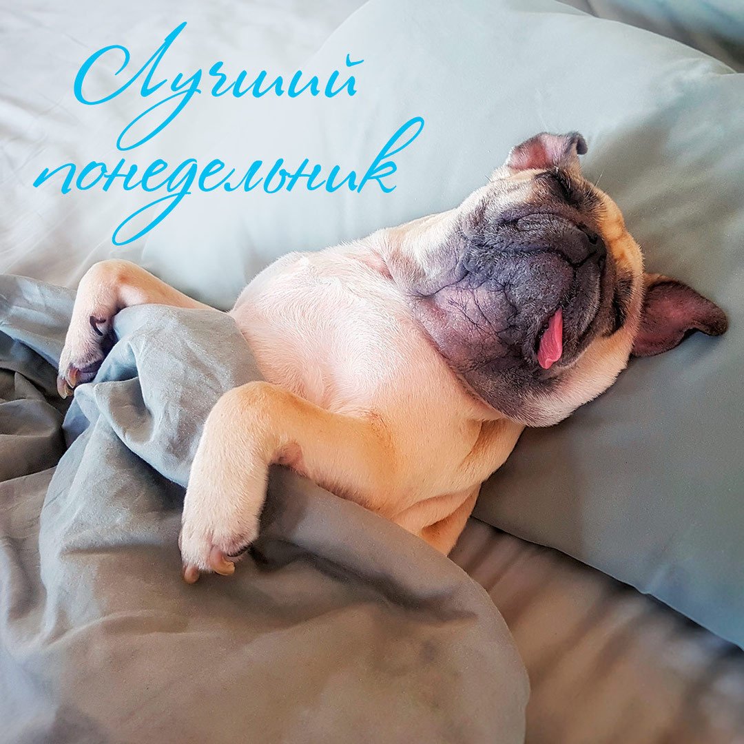 Прикольные картинки для коллег с понедельником