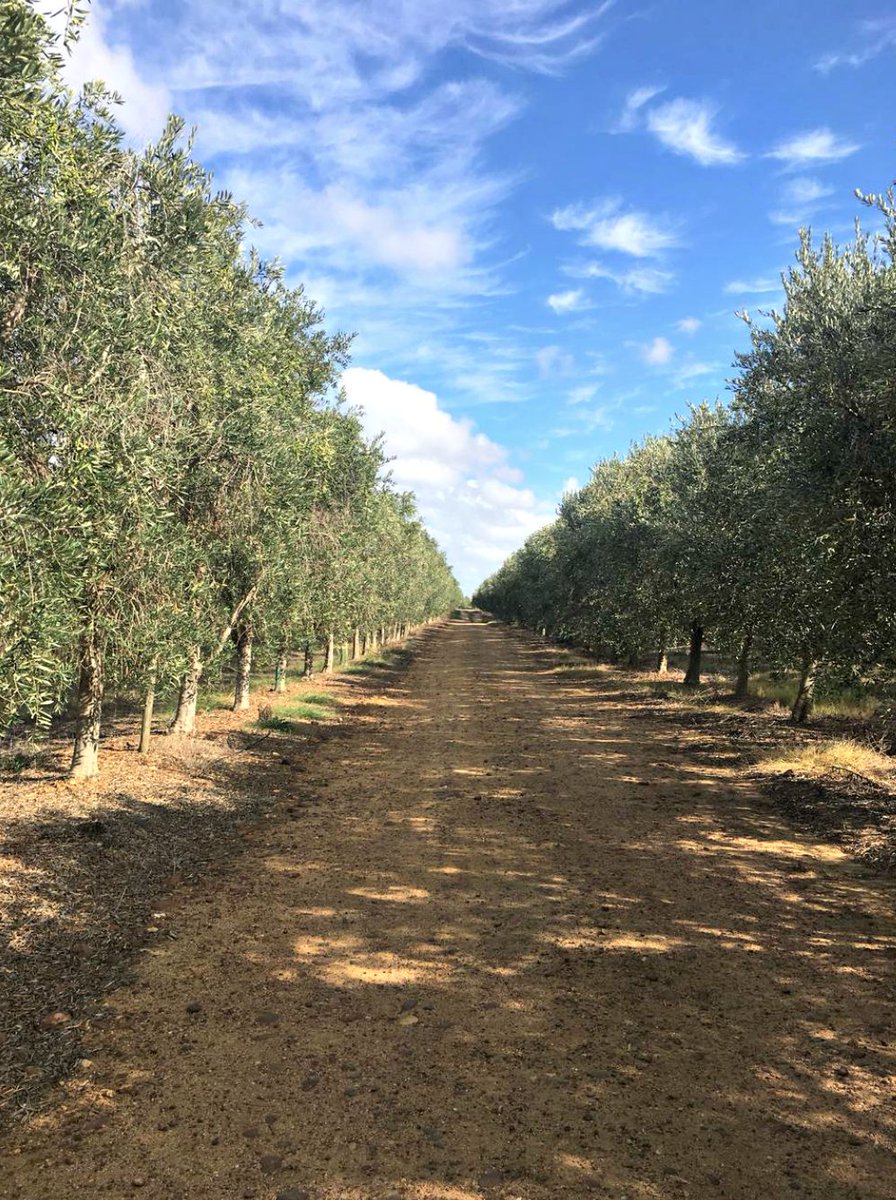 Greenleaf Olive Co. tweet media