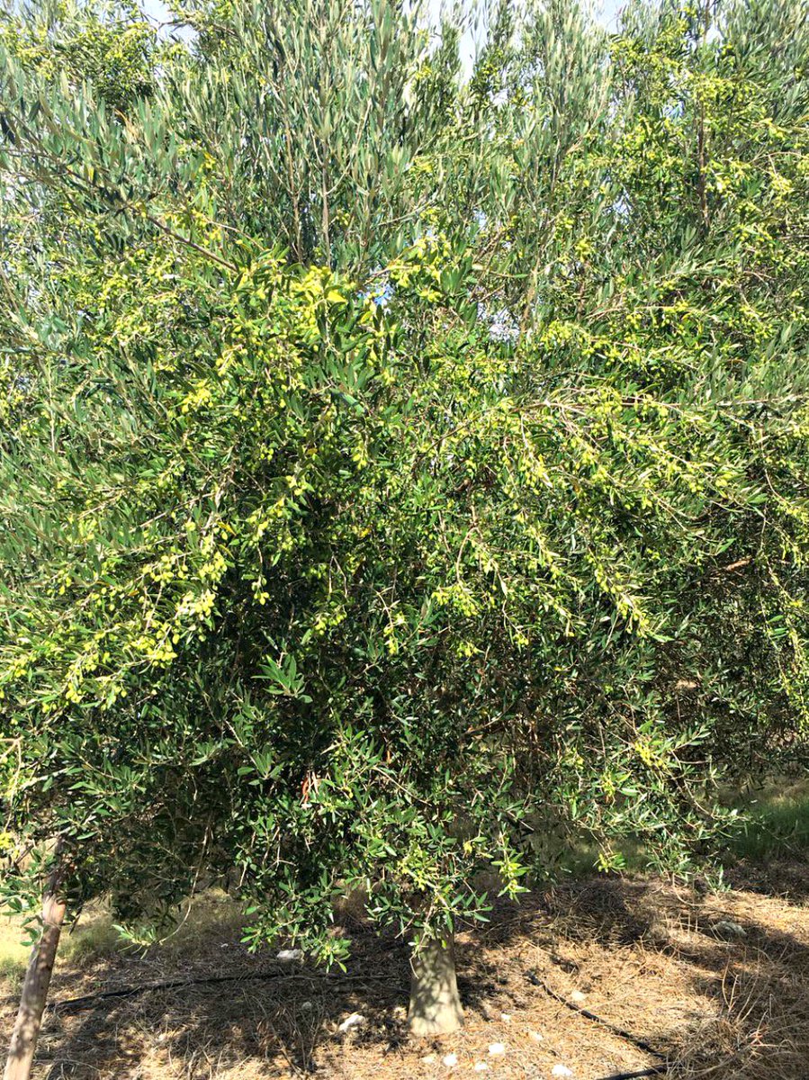 Greenleaf Olive Co. tweet media