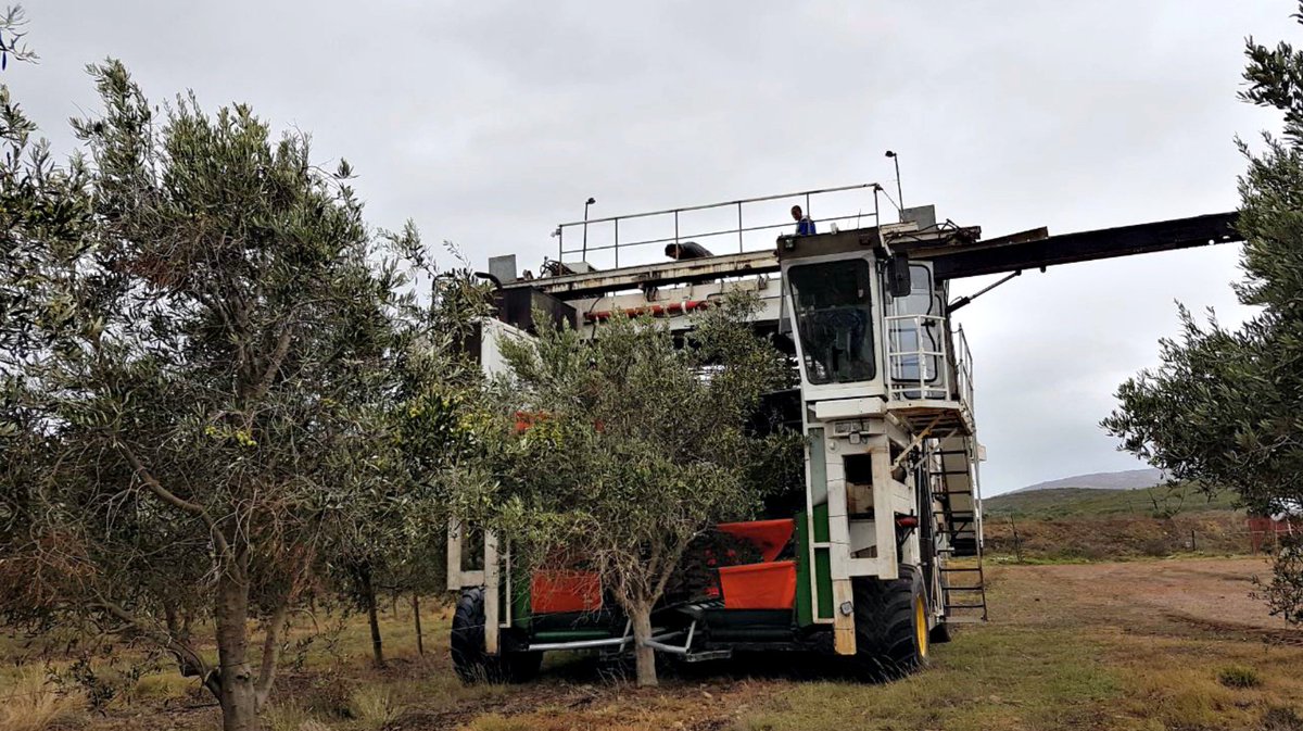 Greenleaf Olive Co. tweet media