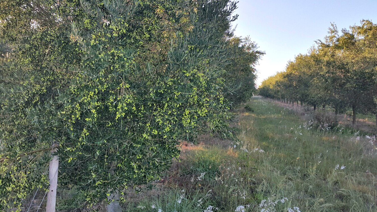 Greenleaf Olive Co. tweet media