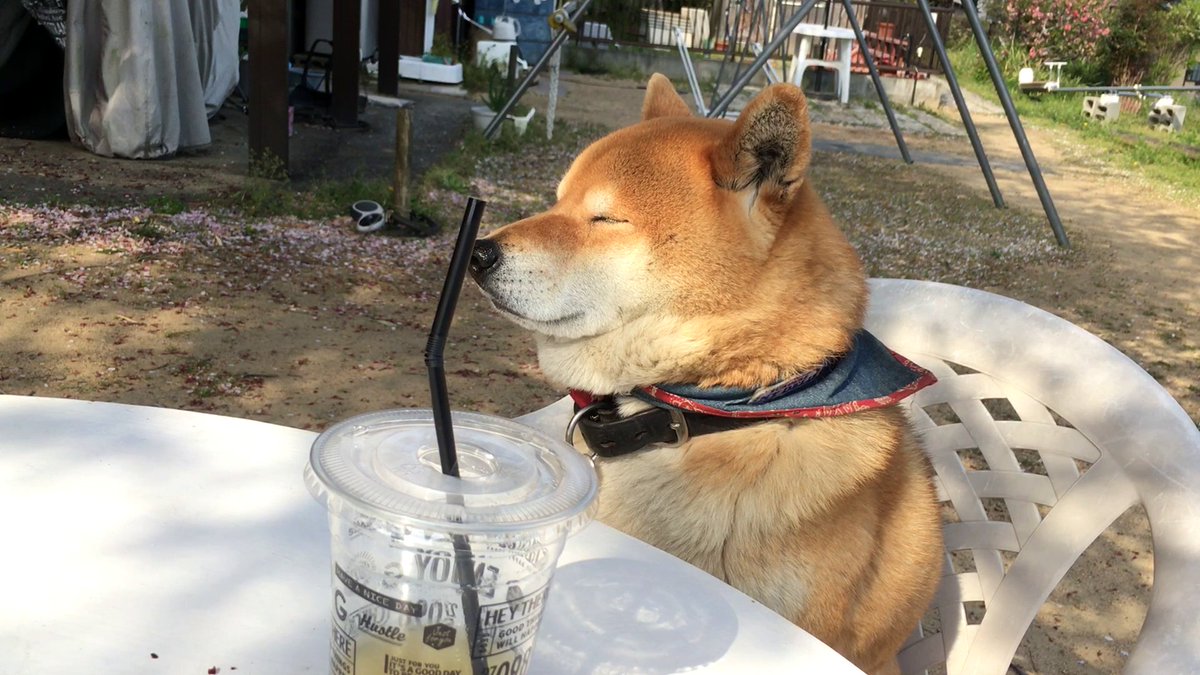 柴犬てつ この動画がyoutube急上昇ランク36位にランキングされました 良かったら見てみてください 飼い主とのお茶会がつまらな過ぎて居眠りをごまかす柴犬 Shibe Is Trying To Stay Awake At The Boring T T Co Mmxbi1jmss Youtubeさん 柴犬てつ この動画がyoutube急上昇ランク36位にランキングされました 良かったら見てみてください 飼い主とのお茶会がつまらな過ぎて居眠りをごまかす柴犬 Shibe Is Trying To Stay Awake At The Boring T T Co Mmxbi1jmss Youtubeさん