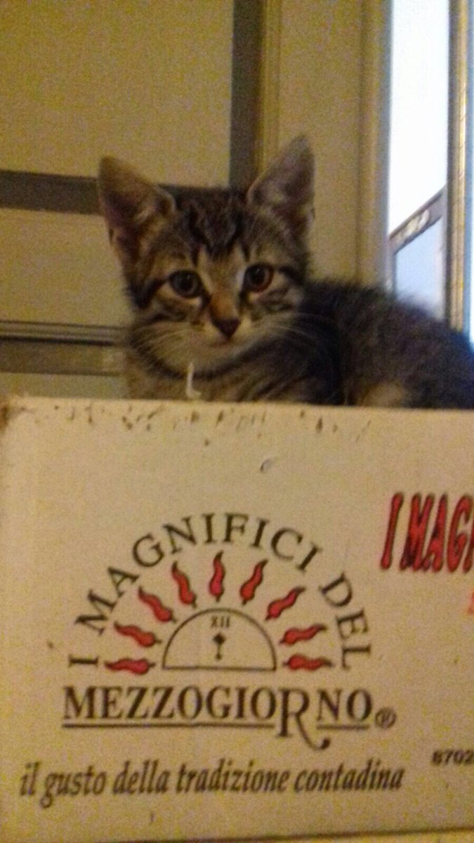 ioconfidocom's tweet photo. Splendidi fratellini nati il 14 febbraio cercano casa. Sverminati e vaccinati. Adozione su #Roma o zone limitrofe. Per info 3483191302 #adozione #gatti #gattini https://t.co/B6EoZ8e2bp