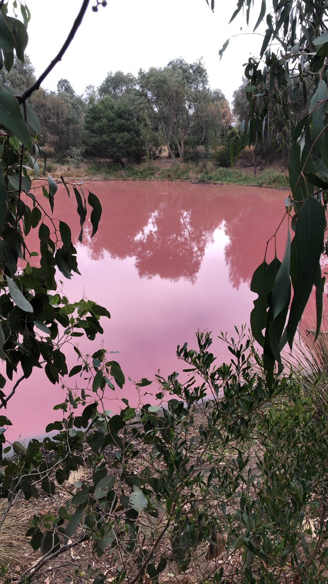 ParksVictoria's tweet photo. If you have driven over the Wesgate Bridge lately, you might have been surprised to notice the lake is in fact...pink! The natural phenomenon is in response to very high salt levels, high temperatures, sunlight and lack of rainfall. More info: https://t.co/NphsD81288 https://t.co/6jRR8YiqL5