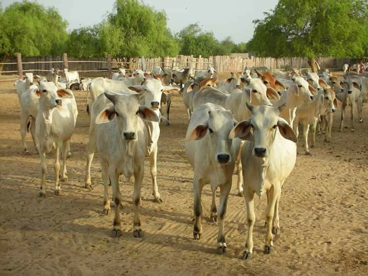 A #cow is benevolent the way mother father brother are, is the ultimate friend, is supreme well wisher and also the original source of happiness and prosperity. -- Gauthama Buddha

#CowProtection in #Buddhism

#BuddhaPurnima
#SaveDesiCows