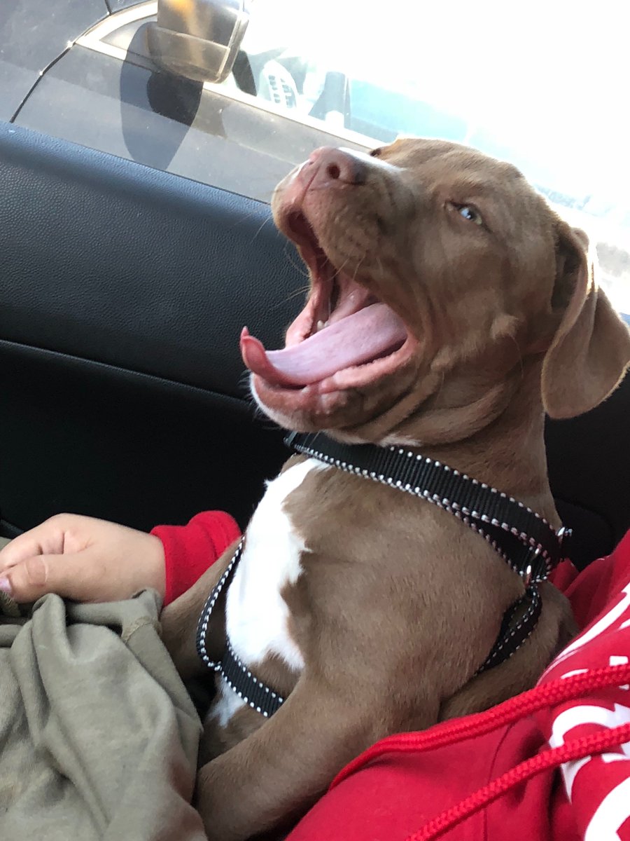 RazorEdgeBully tweet picture