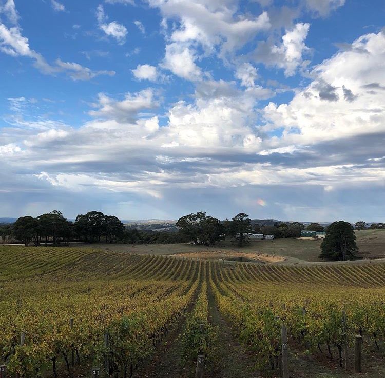 Adelaide Hills Wine tweet media