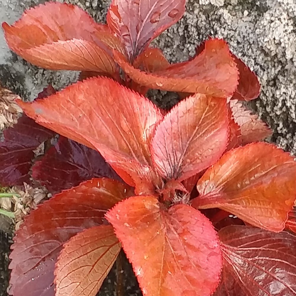 naturebring651's tweet photo. Goodmorning dear friends... Make today...another wonderful day...💕💕
Copper plants
https://t.co/xjfeWSBhFy
#Gardening #DIY #helthbenefits #recipe https://t.co/NuZ1sWLKpV