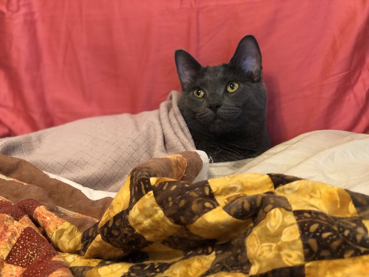 BitchestheCat's tweet photo. He’s privileged. https://t.co/JtlMGHt10W