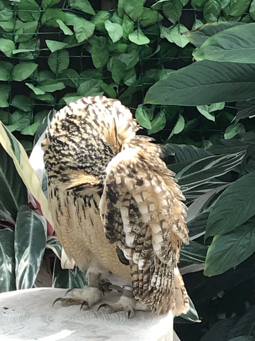 猛禽類のtwitterイラスト検索結果 古い順