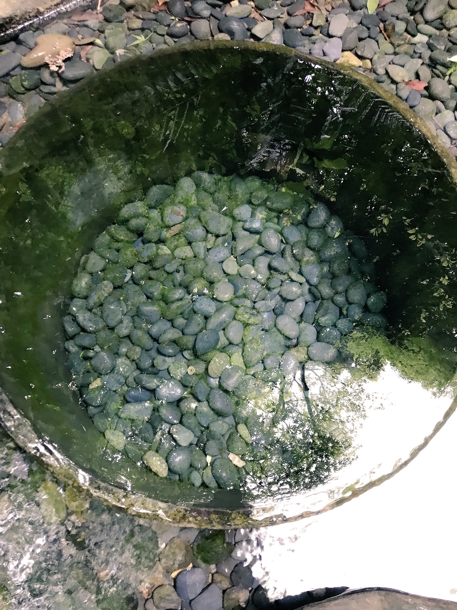 ルカ 明治神宮の清正井 待ち受けにすると幸せが訪れるんだって
