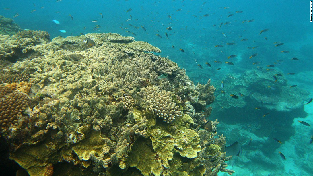 CNN's tweet photo. Australia has pledged more than 500 million Australian dollars ($379 miillion) to help preserve the Great Barrier Reef, in an attempt to help better protect the world heritage site from the effects of climate change. https://t.co/p0BDCB3Jm5 https://t.co/NucnyYIAHc