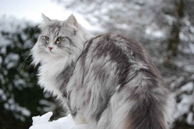 KittenPetLover's tweet photo. Norwegian Forest Cat – Everything you should know about this cats https://t.co/CW810jGwop https://t.co/s6EGb70YKL