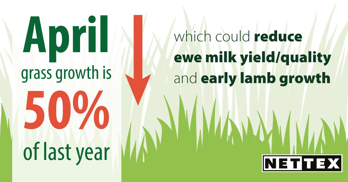 NettexAgri's tweet photo. Slower, reduced #grass growth earlier on may mean that lambs didn’t t get the start they needed, make sure you have Nettex proven nutrition on hand. Visit https://t.co/som6OOMryZ to find a stockist #sheep365 https://t.co/lxRSeHK2IO