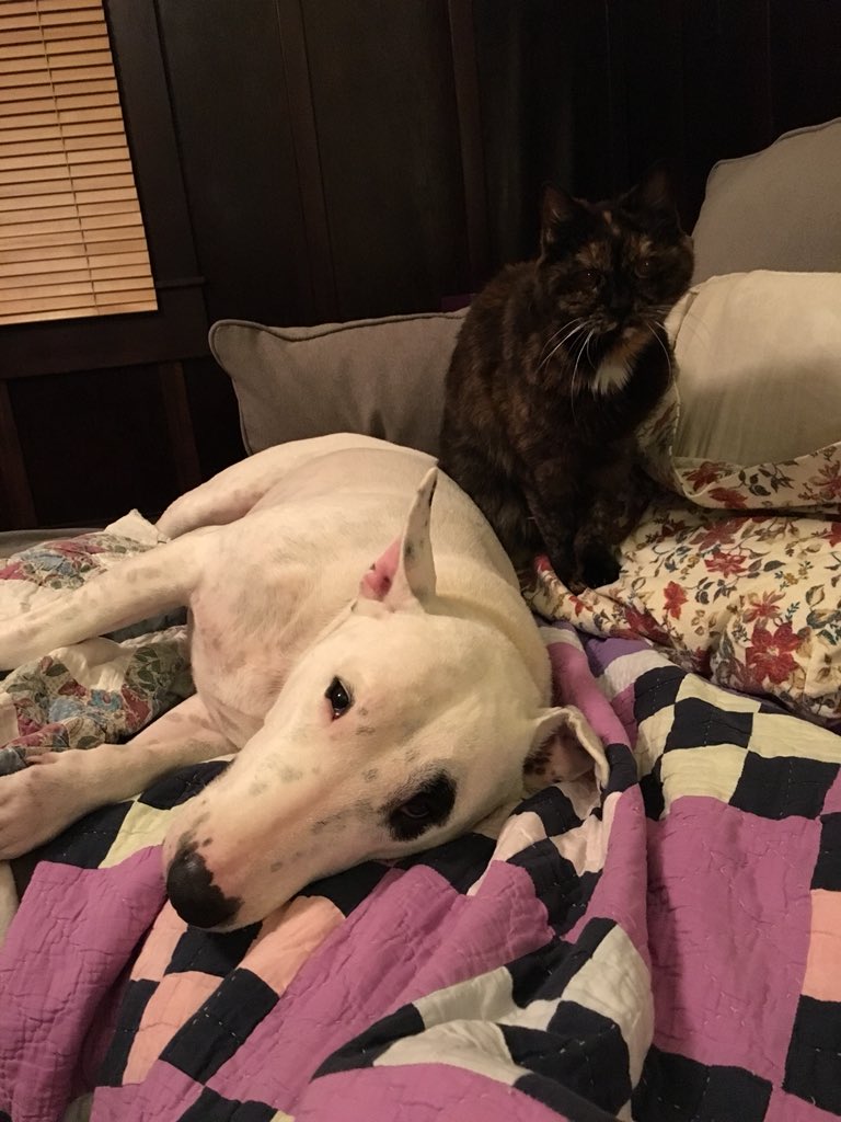 BehemothDog's tweet photo. Once in a while, try to block out all the depressing human stuff going on, & just remember that when we’re gone, you’ll never stop saying, “Damn it, I wish I had pet them more.” https://t.co/xgSkkUOmga