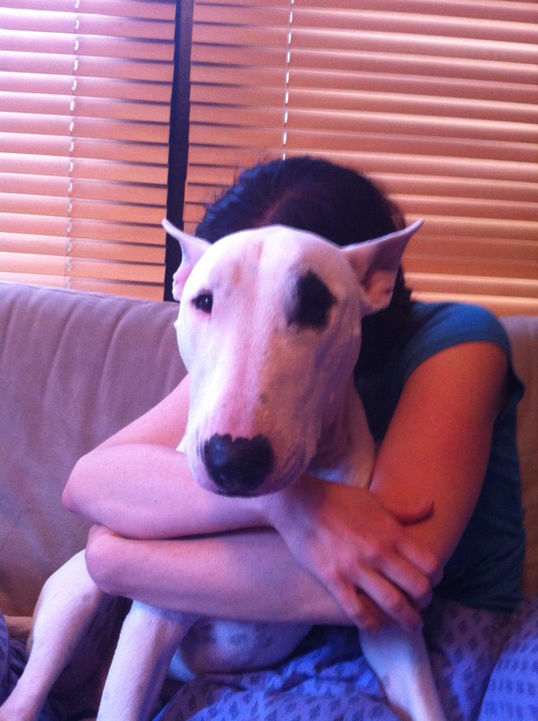 BehemothDog's tweet photo. Once in a while, try to block out all the depressing human stuff going on, & just remember that when we’re gone, you’ll never stop saying, “Damn it, I wish I had pet them more.” https://t.co/xgSkkUOmga