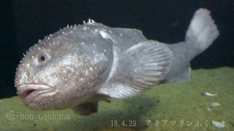 日本の海水魚bot En Twitter ニュウドウカジカ ウラナイカジカ科 レア度 自 水 茨城以北の深海に生息 体はゼラチン質で 体長は70cmを超す 気圧で潰れた近縁種の画像が有名となり 世界で最も醜い生き物に選ばれたが 生時は結構可愛い Https T Co Ytuvc8jpn6