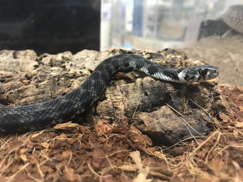 O Xrhsths ペポニ インター店 Sto Twitter 日本のヤマカガシのそっくりさんですが ヨーロッパヤマカガシの仲間ですので無関係 ミロスユウダ Natrix Natrix Schweizeri のブラックタイプ モノトーンの色調とうっすら見える模様に痺れるのは私だけではないはず