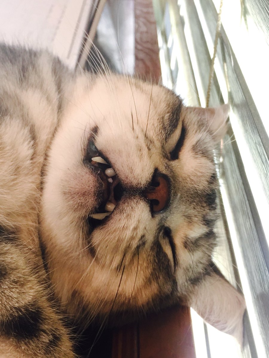 always_cat1's tweet photo. 몬쉥긴 콩이

홍대 고양이카페 오늘도고양이 https://t.co/S0aWoecyg0