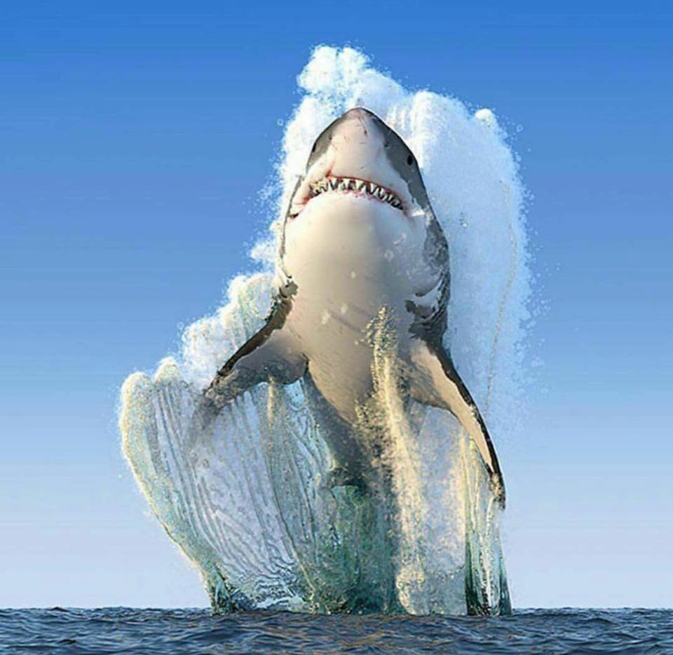 tveitdal's tweet image. Photo of the year by National Geographic's Bob Burton. Amazing