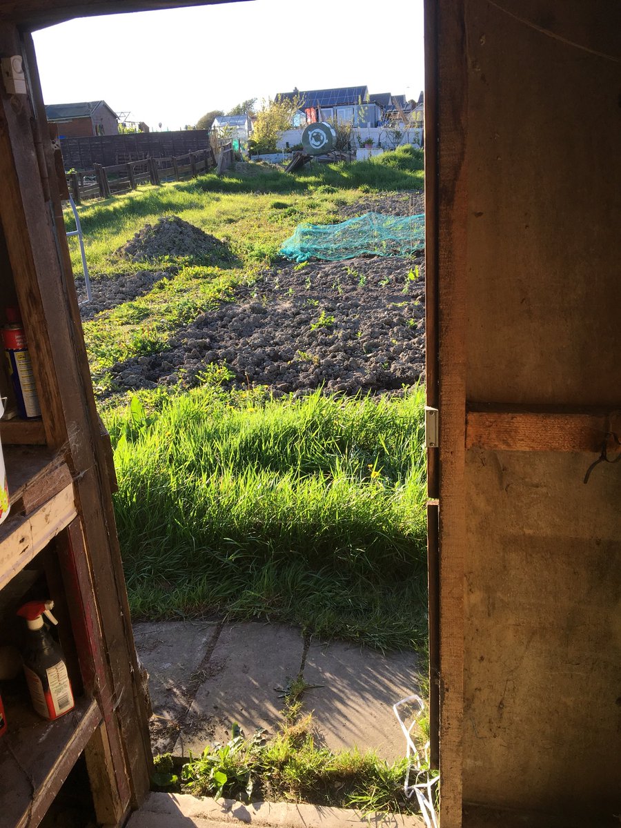 dad2alys's tweet photo. Peas and broad beans in. Second sowing to follow in a week or two. No chance of getting there today but tomorrow will see more weeding and bed preparation. Brassicas and salads to follow. #plot47 #beatingcancer #cerebralpalsy #Anglesey @medwynsofangles @RobsAllotment https://t.co/qXb1RldEsP