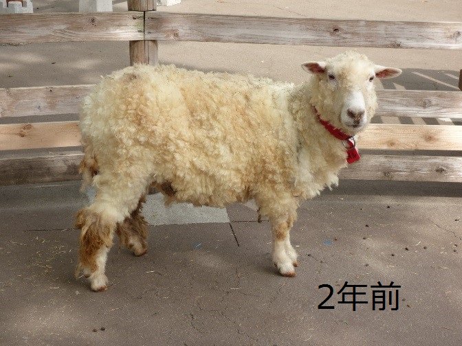 上野動物園 公式 Na Tviteru そこで ヒツジの毛刈り講習会に参加し プロの技を学んできました 毛刈り時間は短縮 採れた羊毛はいままでの2倍に 見栄えもご覧の通りです ぜひ今年のできばえを比べてみてください