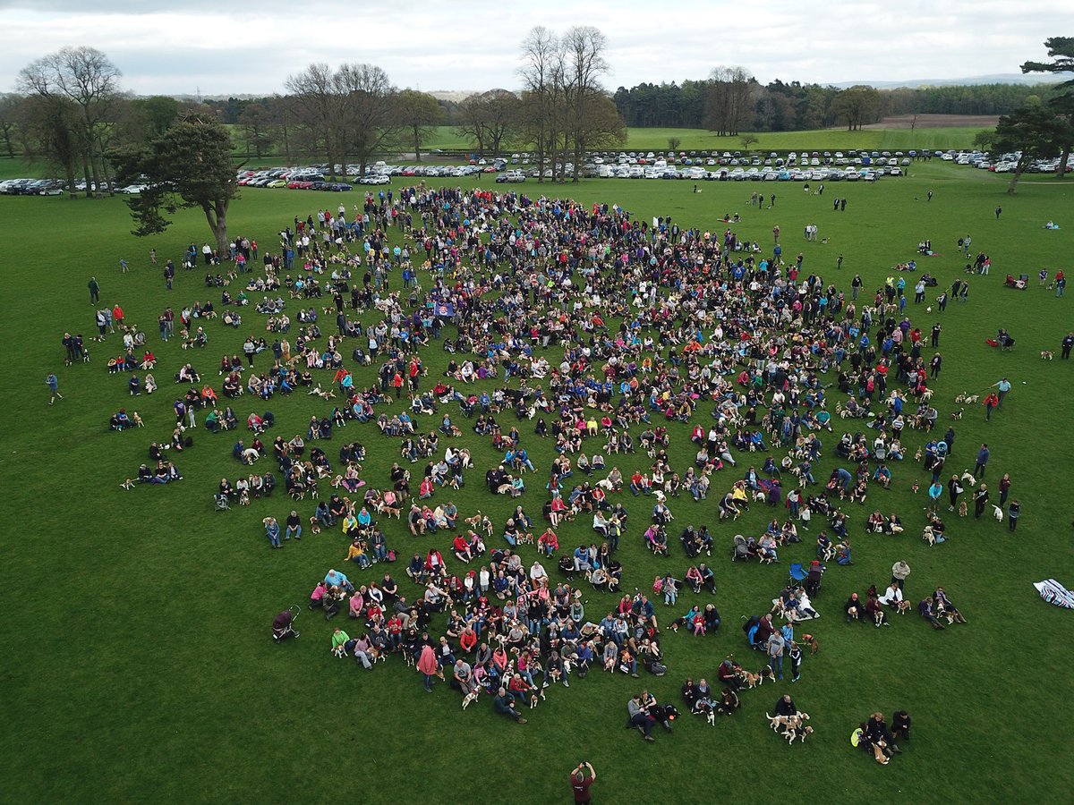 Bauwowworld's tweet photo. We are so proud to announce that Bauwow and @MBC_beagleclub raised £ 9,310.80 with #Beaglelandia #BWR2 split equally for @BeagleWelfare and @UnitetoCare, thanks to everyone who made this happen and to all the people who came to the event! @RachelRileyRR @BBCBreaking @BBCNews https://t.co/lKngYJvHJi