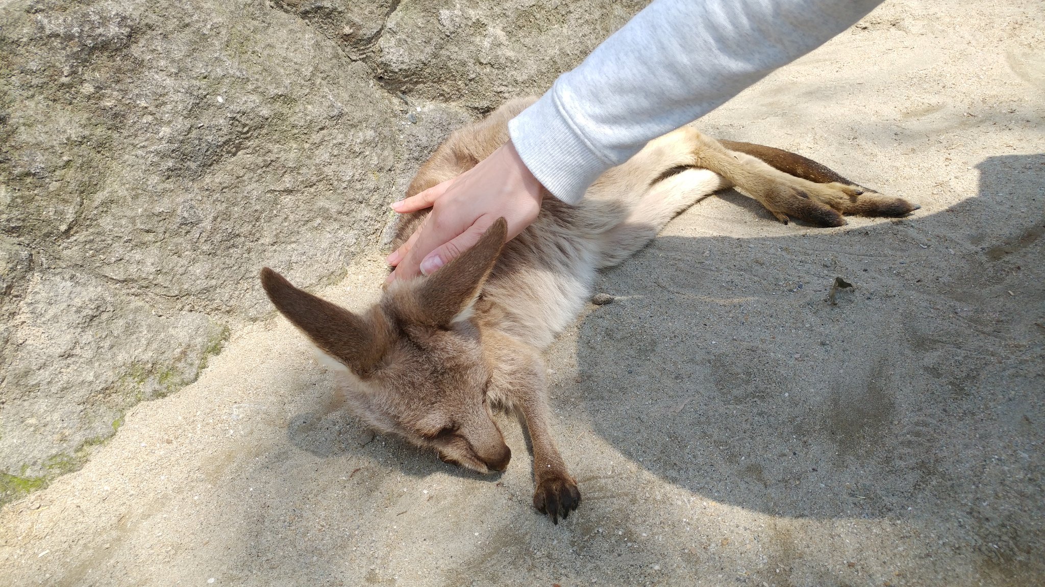 やこ カンガルー ワラルー ワラビーってクジラとイルカみたいに大きさで区別されてるだけなんだって 知らなかった カンガルーの 種類は60くらいあるそうな これまたびっくり いや それにしてももふもふかわいい T Co Lxpulccyqd Twitter