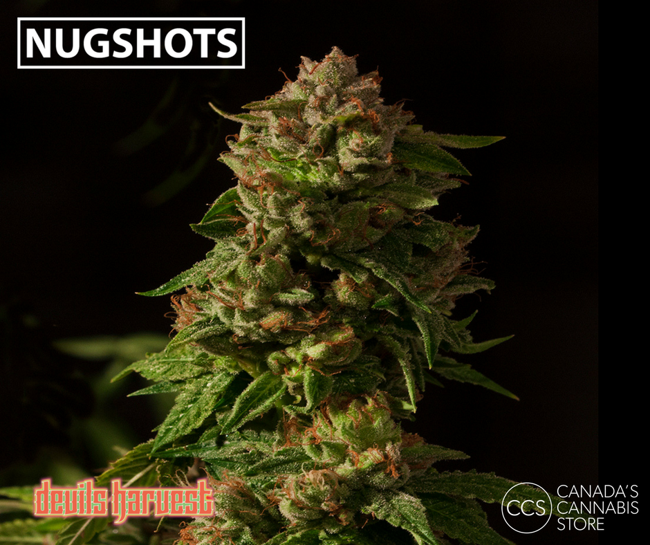 canadascannabis's tweet photo. NUGSHOTS SERIES 1 Image 3 https://t.co/Qd67JoJeLV https://t.co/YT9h28xaqH