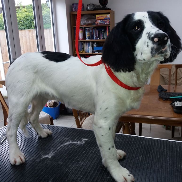 PupstarGrooming's tweet photo. Newbie Teddy #sprocker #pupstargrooming #followme #rt https://t.co/OHZWzP3rV9