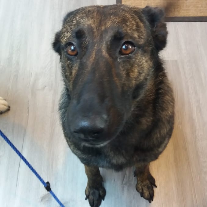 PupstarGrooming's tweet photo. Newbie jj #dutchherder #doggroomingathome #pupstargrooming #mobiledoggroomer #brentwood #essex #followme #rt https://t.co/xU3ltC7vcw