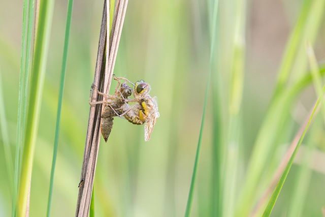 jeffreyvandaele's tweet photo. Yesterday the theme was #Birdsofprey_sunday. On monday it's going to be #macro_monday. And with this start, I gladly post this birth of this darter. Something you all should have seen once in your life!
#amazing_picturez #instanaturefriends #naturyst #… https://t.co/sxO5F7Sojl https://t.co/cyXEICQNxZ
