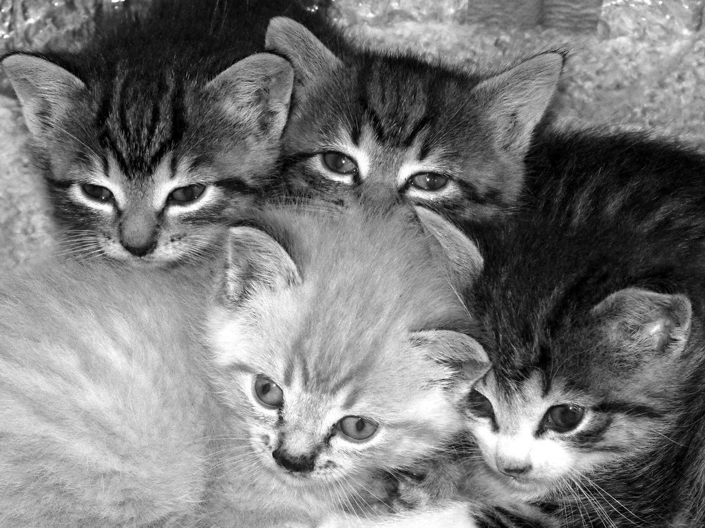 hourlykitten's tweet photo. Source: https://t.co/CZ9WOy7rXl
Credit: normanack https://t.co/9k4qXSydVe