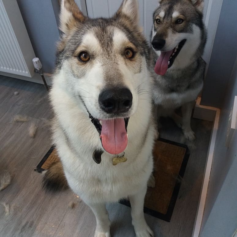 PupstarGrooming's tweet photo. Koda &amp; tali #tamaskan #doggroomingathome #doggrooming #pupstargrooming #brentwood #essexdogs #followme #rt https://t.co/Z1GcgxSCtE