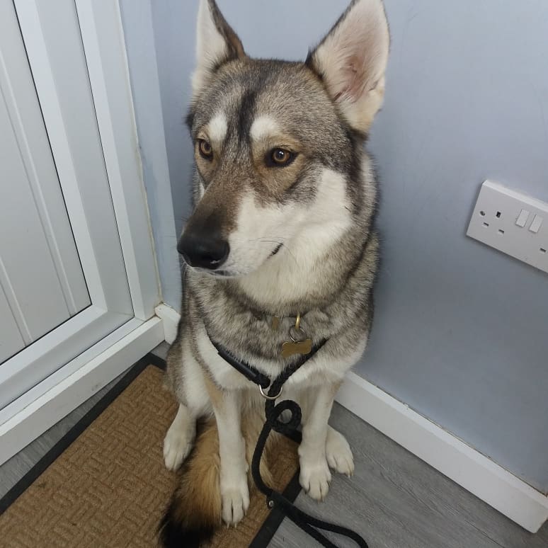 PupstarGrooming's tweet photo. Koda &amp; tali #tamaskan #doggroomingathome #doggrooming #pupstargrooming #brentwood #essexdogs #followme #rt https://t.co/Z1GcgxSCtE